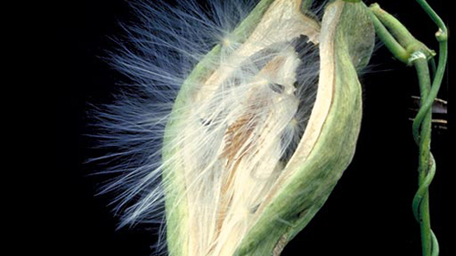 Image - Moth plant