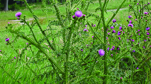 Image - plumeless thistle
